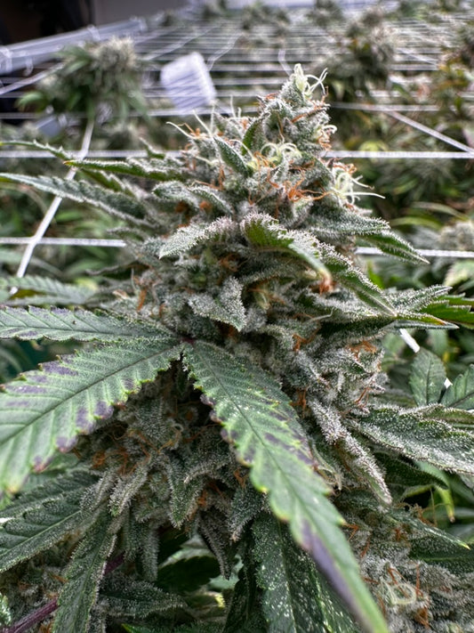 Comprehensive Guide: 101 Basics on Growing Cannabis Indoor