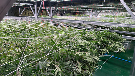 Exploring the Connection Between Strength, Happiness, and Organic Cannabis