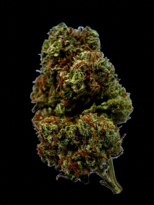 Purple Queen