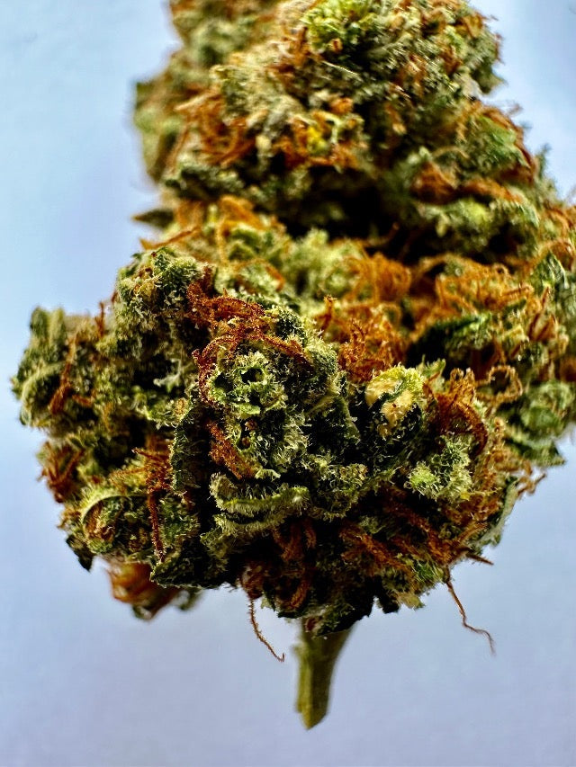 Purple Queen