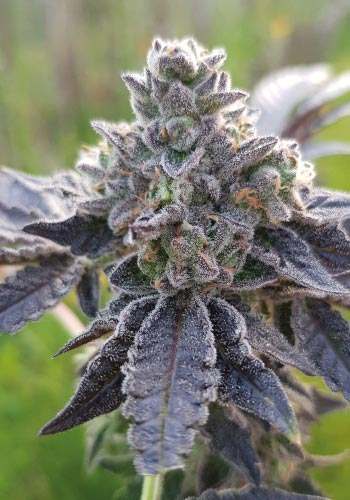 Royal Cookies