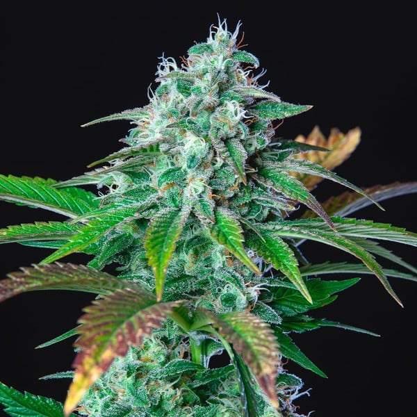 Hulk Berry