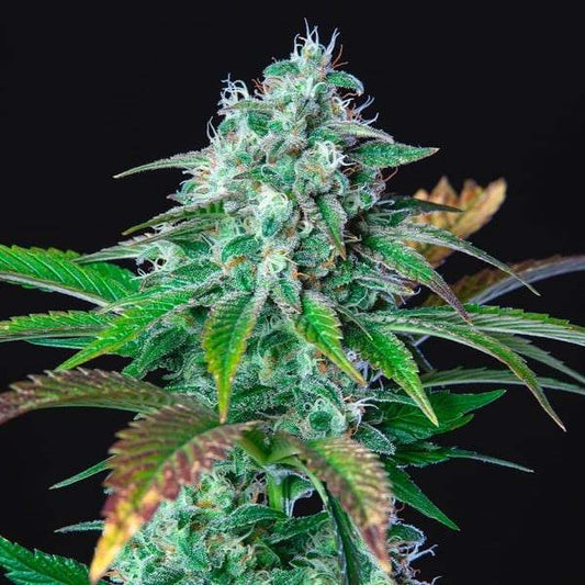 Hulk Berry