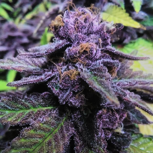 Purple Queen